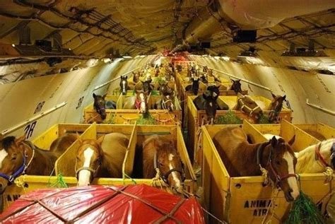 horse transport by plane.